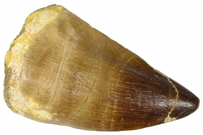 Fossil Mosasaur (Thalassotitan) Tooth - Morocco #364168